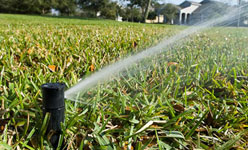 Close up view of a single sprinkler head spraying water on a lawn