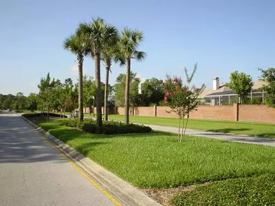 cypress